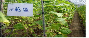 示範區植株生育較佳 
