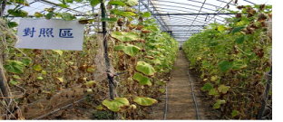 對照區植株生育差 