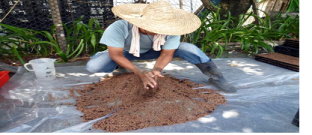 菌根菌孢子土與介質均勻攪拌 