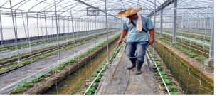 溶磷菌菌液稀釋後澆灌於根系附近之土壤 