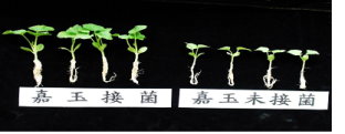 接種內生菌根菌番茄幼苗生長勢；未接種處理（右），接種處理（左） 
