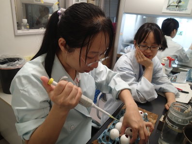 家畜所同仁於日本北海道大學微生物學實驗室進行野鳥檢體病毒分離。 家畜所同仁於日本北海道大學微生物學實驗室進行野鳥檢體病毒分離。