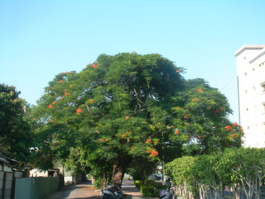 豐原區陽明街宿舍區的鳳凰木 