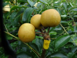 不同梨穗品種果實生長發育情況 （ 1 ）華山梨（ 2 ）豐水梨（ 3 ）秋黃梨（ 4 ）黃金梨 