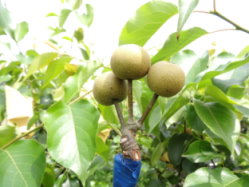 不同梨穗品種果實生長發育情況 （ 1 ）華山梨（ 2 ）豐水梨（ 3 ）秋黃梨（ 4 ）黃金梨 