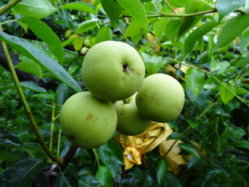 不同梨穗品種果實生長發育情況 ( 1 )華山梨( 2 )豐水梨( 3 )秋黃梨( 4 )黃金梨 不同梨穗品種果實生長發育情況 ( 1 )華山梨( 2 )豐水梨( 3 )秋黃梨( 4 )黃金梨