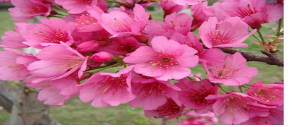 櫻花「桃園 1 號－報春」花朵 