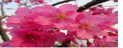 櫻花「桃園 2 號－紅梅」花朵 