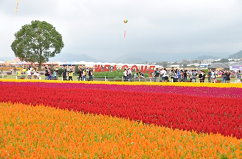 2014新社花海歡迎大家蒞臨 2014新社花海歡迎大家蒞臨