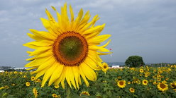 充滿朝氣的向日葵佇立花田中 充滿朝氣的向日葵佇立花田中