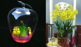 04 扇形文心蘭試管花及檸檬綠文心蘭盆花 04 扇形文心蘭試管花及檸檬綠文心蘭盆花