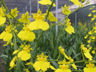 06 文心蘭切花生產情形 06 文心蘭切花生產情形