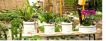 圖五 小花蕙蘭(國蘭)組合盆栽商品 圖五 小花蕙蘭(國蘭)組合盆栽商品