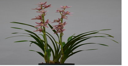 新品種蕙蘭臺中1號 新品種蕙蘭臺中1號