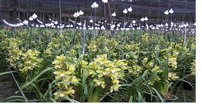 大花蕙蘭(虎頭蘭)開花盛況 大花蕙蘭(虎頭蘭)開花盛況