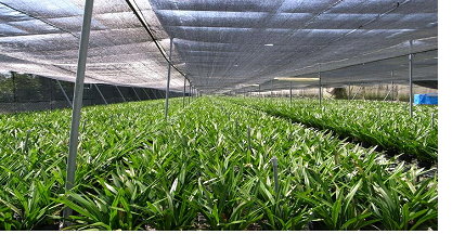 小花蕙蘭(國蘭)栽培盛況 小花蕙蘭(國蘭)栽培盛況