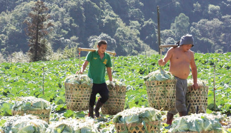部落傳統農業高度仰賴人力，利潤微薄 