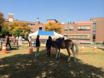 農業校園之馬匹訓練課程 