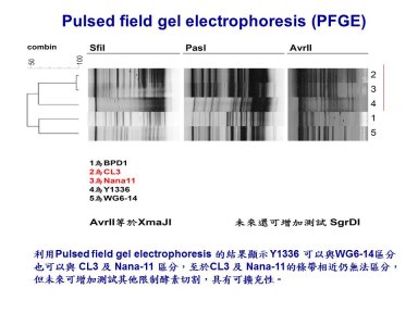 脈衝式電泳分析的圖譜案例 脈衝式電泳分析的圖譜案例