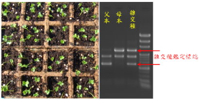 圖 1 花椰菜雜交種之分子檢測 :以播種 4 天的發芽苗為材料,於 1 週內可完成檢測,取得雜交種的分子檢定圖譜。 圖 1 花椰菜雜交種之分子檢測 :以播種 4 天的發芽苗為材料,於 1 週內可完成檢測,取得雜交種的分子檢定圖譜。