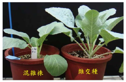圖 2 　 花椰菜雜交種子播種後的傳統性狀調查 ：傳統田間性狀調查方式約需 8 週栽培期，利用外觀差異以分辨出雜交種或混雜株。 