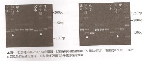 圖 4 西瓜雜交種之分子檢測圖譜 :以簡單序列重複標誌(左圖為 WM224 ;右圖為 WM330 ),進行於西瓜雜交品種之鑑定 ,並取得雜交種的分子標誌檢定圖譜。 圖 4 西瓜雜交種之分子檢測圖譜 :以簡單序列重複標誌(左圖為 WM224 ;右圖為 WM330 ),進行於西瓜雜交品種之鑑定 ,並取得雜交種的分子標誌檢定圖譜。