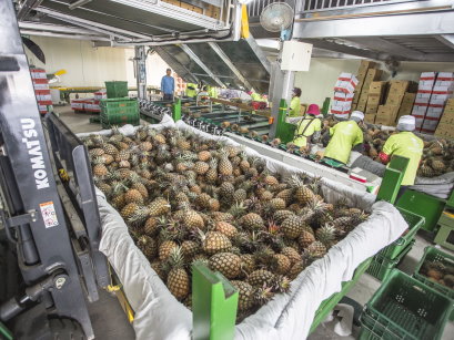 圖 2 　外銷鳳梨集貨場機械化分級包裝作業情形 