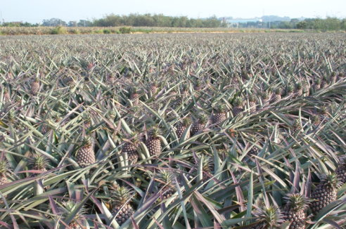 圖 3 　外銷供果園生產優質安全果品 