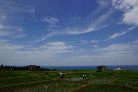 完成整地與插秧的水梯田 