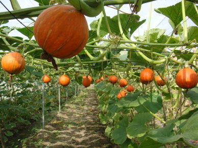 橘皮的東昇南瓜代表過年喜氣，年節價格相當高 