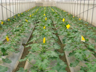 以簡易溫網室栽培,避免瓜實蠅危害 以簡易溫網室栽培,避免瓜實蠅危害