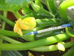 開花當日或前 1 日之幼果約 6 ~ 9 公分,可作為高級料理食材 開花當日或前 1 日之幼果約 6 ~ 9 公分,可作為高級料理食材