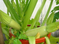 夏南瓜高溫期容易形成單偽果(花苞不會開),幼果僅輕微肥大,須適時採收,避免幼瓜老化 夏南瓜高溫期容易形成單偽果(花苞不會開),幼果僅輕微肥大,須適時採收,避免幼瓜老化