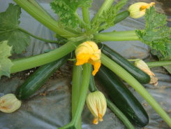 臺南 1 號田間植株 臺南 1 號田間植株