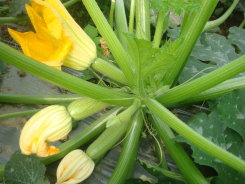 臺南 3 號田間植株 臺南 3 號田間植株