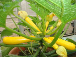 臺南 4 號盆栽 臺南 4 號盆栽