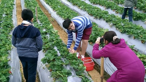 採草莓圖,來個美美的草莓照是一定要的! 採草莓圖,來個美美的草莓照是一定要的!