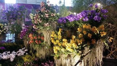 國際蘭展主題館內佈置情形