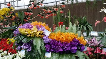 外銷花卉專區佈置情形  外銷花卉專區佈置情形