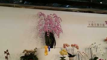 國際蘭展大獎花競賽,由屏東陳志明培育的原生種蝴蝶蘭《喜蕾莉安納》以花形、花色飽滿勇奪冠軍  國際蘭展大獎花競賽,由屏東陳志明培育的原生種蝴蝶蘭《喜蕾莉安納》以花形、花色飽滿勇奪冠軍