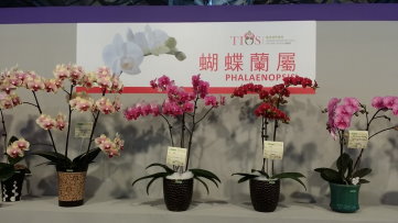 蝴蝶蘭屬競賽區  蝴蝶蘭屬競賽區