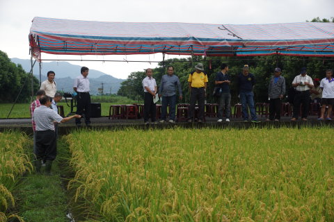 農改場研究團隊於太巴塱地區水稻栽培示範稻田解說水稻田間管理技巧，與農友進行技術互動交流 