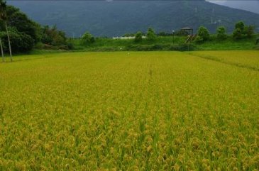 水稻綜合栽培管理示範田區水稻生育健壯，稻穗榖粒充實飽滿 