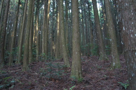 已鬱閉林分，林地地被植群甚少，多樣性甚低 