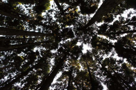 向上拍攝冠層全景相片可計算樣點的冠層開闊度 