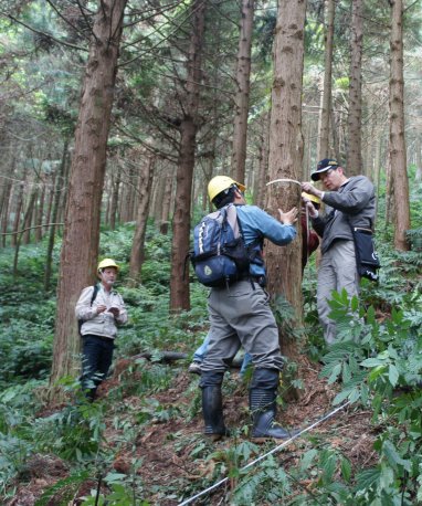 監測經營活動─林木胸徑量測 