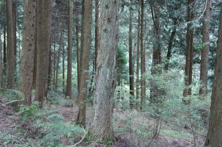 疏伐使留存木發育健全生長健壯，有益其他植物進入及土壤內種子之發芽 