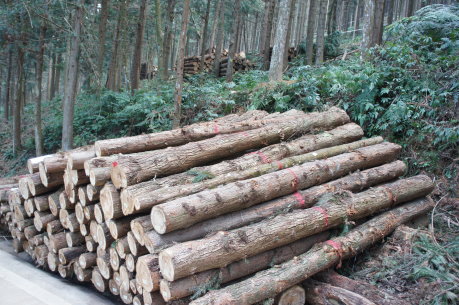 疏伐木整堆後進行檢尺等待運材 