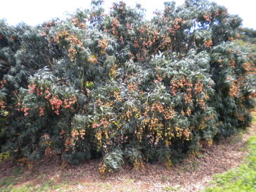 荔枝結實情形（農糧署南區分署莊志豪提供）