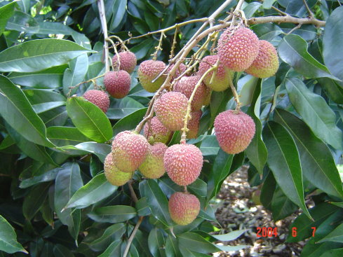 荔枝結實情形（農糧署南區分署莊志豪提供） 